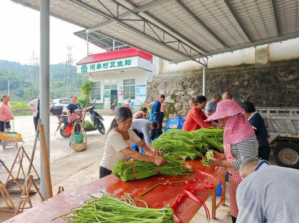 散户配资 从“田间豆”到“钱袋子”，韶关乐昌坪石镇迎来首季豇豆分红