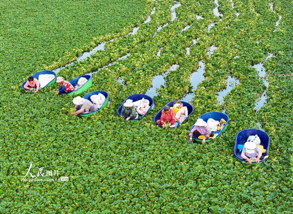 鑫赢智投 江苏泰州：采摘菱角